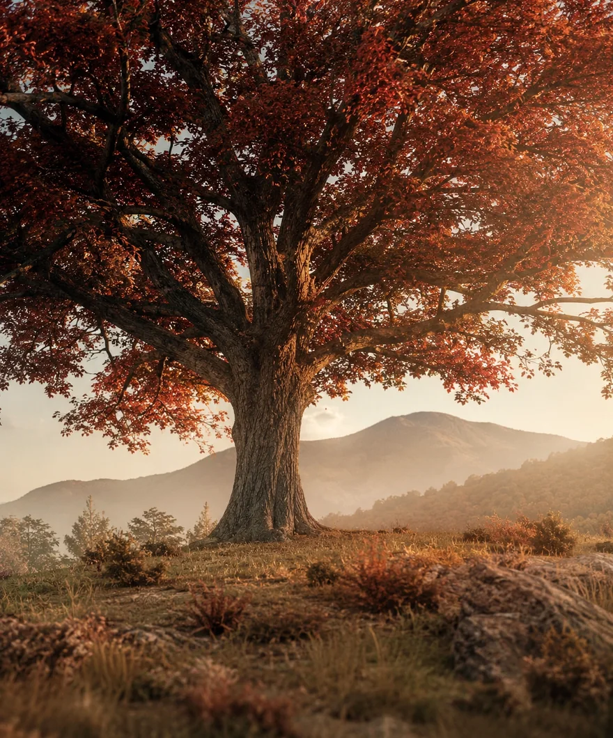 A red oak in golden-hour light